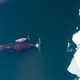 Illustration for article titled Are Warming Arctic Temperatures Spawning New Hybrid Whales?